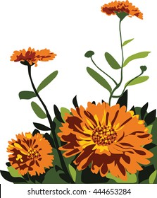 Marigold flowers