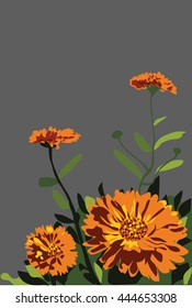 Marigold flowers