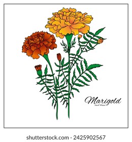 Marigold flowers blossoms, leaves and buds. Orange tagetes or cempasuchil blooming flowers, Mexican Dia de los Muertos, Day of Dead holiday and Indian Diwali festival vector floral decorations