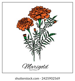 Marigold flowers blossoms, leaves and buds. Orange tagetes or cempasuchil blooming flowers, Mexican Dia de los Muertos, Day of Dead holiday and Indian Diwali festival vector floral decorations