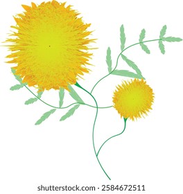  Marigold flowers with green leaves