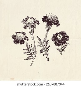 Marigold flowers, hand drawn illustration, vintage style