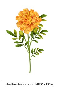 Marigold flowers isolated on white background. Vector illustration