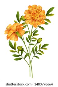 Marigold flowers isolated on white background. Vector illustration