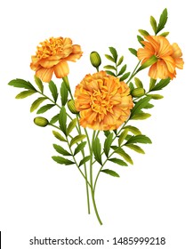 Marigold flowers isolated on white background. Vector illustration