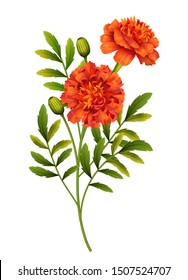 Marigold flowers isolated on white background. Vector illustration