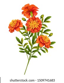 Marigold flowers isolated on white background. Vector illustration