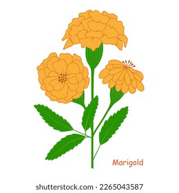 Marigold flowers isolated on a white background