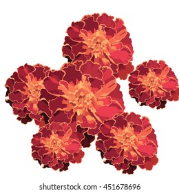 Marigold flowers on white background Vector
