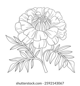 Marigold flowers are one of the most beautiful flowers