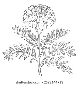 Marigold flowers are one of the most beautiful flowers