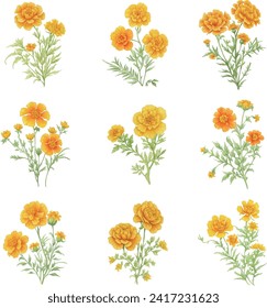 Marigold flowers set. Hand drawn vector illustration. Isolated on white background.