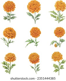 Marigold flowers set isolated on the white background, Hand drawn watercolor illustration.