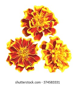 Flores de calêndulo. Imagem isolada do vetor