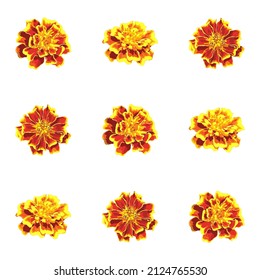 marigold flowers. vector seamless pattern. floral repetitive background. fabric swatch. wrapping paper. modern stylish texture. continuous design template home decor, textile, apparel, cloth