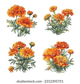 Marigold flowers vector watercolor paint collection