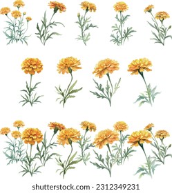 Marigold flowers watercolor set. Hand drawn illustration isolated on white background