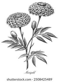 Marigold mão desenho gravura vintage estilo clip art preto e branco