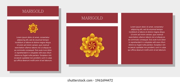 Marigold. Information banner or tag in two designs. Description and useful properties of the marigold flower. Template for essential oil, spices. Place for your text.