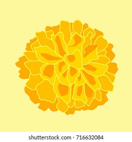 Marigold isolated on the yellow background illustration