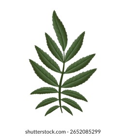 Marigold deixa em um fundo branco. Ilustração para design, cartões, convites. Vetor não gerado pelo AI