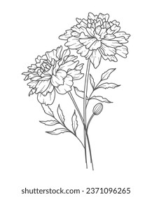 Marigold Line Art. Marigold outline Illustration. October Birth Month Flower. Marigold outline isolated on white. Hand painted line art botanical illustration.