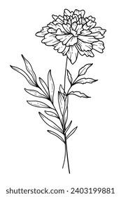 Marigold Line Art. Marigold outline Illustration. October Birth Month Flower. Marigold outline isolated on white. Hand painted line art botanical illustration.