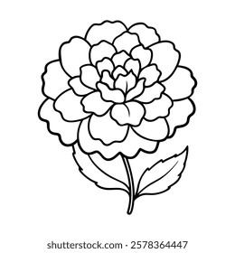 marigold of a line art vector