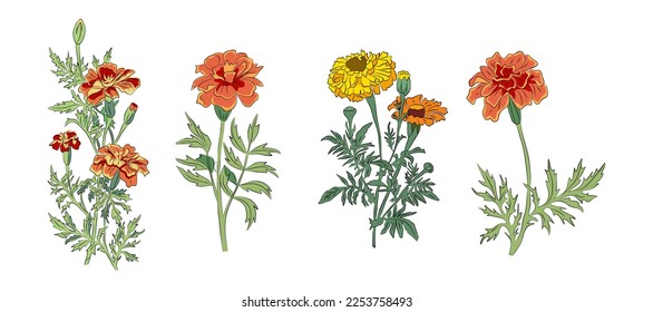 Marigold November birth month flower colorful vector illustration. Modern minimalist hand drawn design for logo, tattoo, packaging, card, wall art, poster. Colored line art isolated, white background.