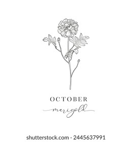 Marigold, October. Birth Flower. Hand drawn birth flowers, Vector Graphics.
Floral Decorative Design Element. Birth Month, Mother’s Day, Birth Announcement, Baby Gift, T-shirt design, Print.