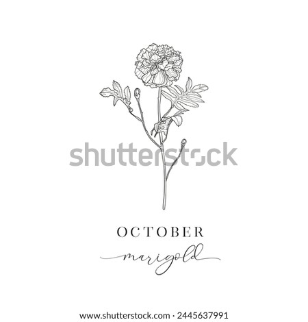 Marigold, October. Birth Flower. Hand drawn birth flowers, Vector Graphics.
Floral Decorative Design Element. Birth Month, Mother’s Day, Birth Announcement, Baby Gift, T-shirt design, Print.