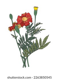 Marigold October birth month flower vector art. 