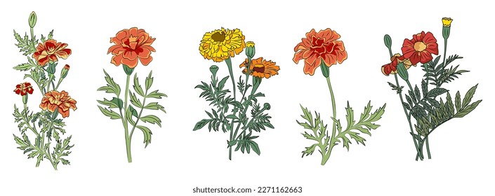 Marigold October birth month flower vector set. 