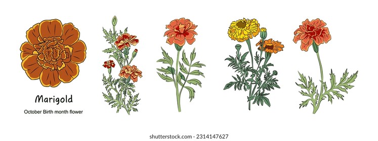 Marigold October Birth month flower colorful vector illustrations set isolated on white background. Floral Modern minimalist design for logo, tattoo, wall art, poster, packaging, stickers, prints