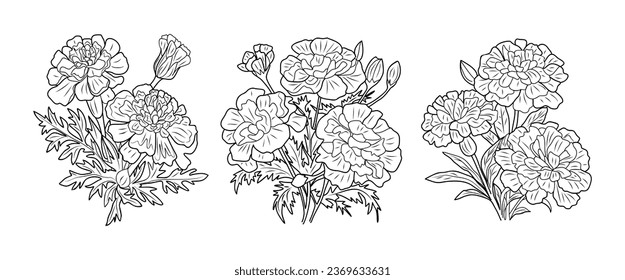 Marigold October Birth month flower line art illustrations vector set isolated on white background. Black ink style sketch. Modern minimalist design for logo, tattoo, wall art, poster, stickers	