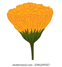marigold orange flower. Vector stock illustration. Isolated on a white background.