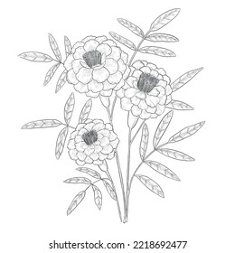 Marigold outline vector botanical illustration
