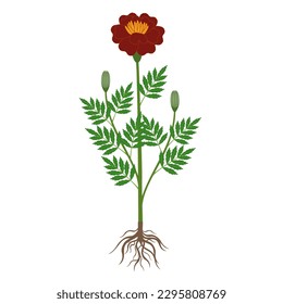 Marigold plant with roots on a white background.