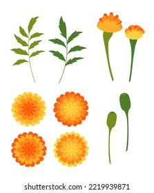 Marigold. Set of floral elements for your design and compositions.