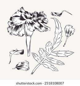 Marigold, conjunto de flores e folhas com pétalas. Ilustração monocromática vetorial. Tagetes. Sempasuchitl bud Gravura, estilo de contorno. Para cartão de saudação de design, convite de casamento, adesivo