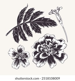 Marigold, conjunto de flores e folhas com pétalas. Ilustração monocromática vetorial. Tagetes. Sempasuchitl bud Gravura, estilo de contorno. Para cartão de saudação de design, convite de casamento, adesivo