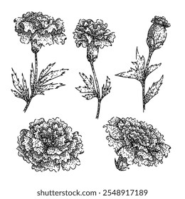 marigold set hand drawn. bloom yellow, petals annual, perennial tagetes marigold vector sketch. isolated black illustration