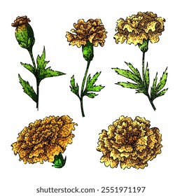 marigold set hand drawn. bloom yellow, petals annual, perennial tagetes marigold vector sketch. isolated color illustration