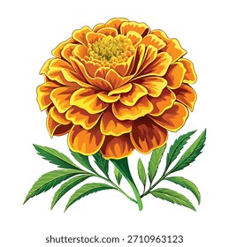 Ringelblume einzelne Blume Vektor Art. Orange Ringelblume blüht. Lebhafte Calendula-Blüte mit vielen Blütenblättern, einzelne Blüte auf transparentem Hintergrund