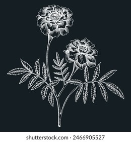 Marigold sketch on chalkboard. Apothecary plant drawing. Herbal remedies, medicinal plant, natural medicine hand-drawn vector illustration. NOT AI genereted