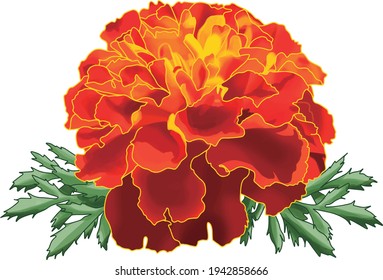 Marigold (Tagetes) flower isolated in white background. Artwork illustration vector.