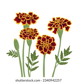 marigold, Tagetes, vector drawing flowers at white background, hand drawn botanical illustration