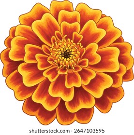 ilustração de vetor marigold em plano de fundo branco