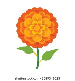 Marigold vector on white background