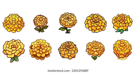 Marigold vector set collection graphic clipart design